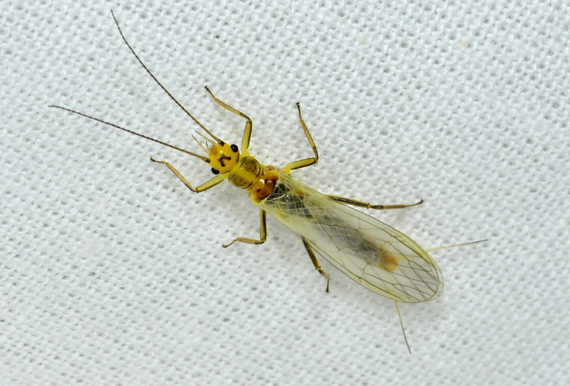 Plecoptera